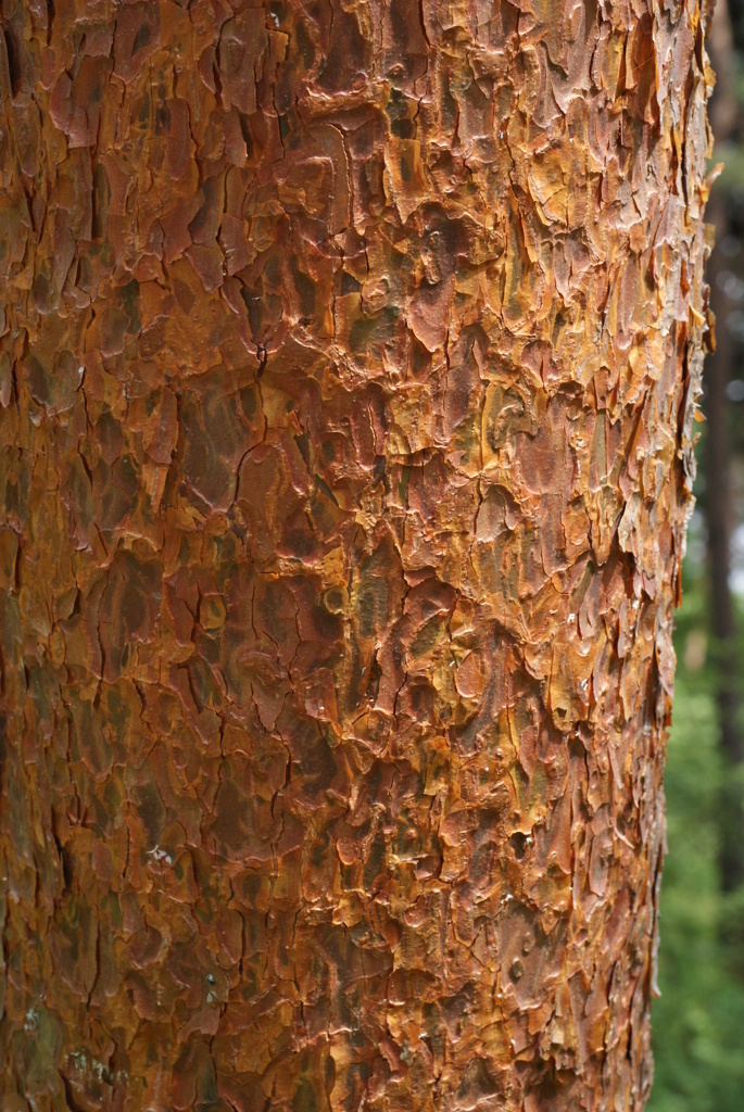 白州の森と尾白川渓谷-④