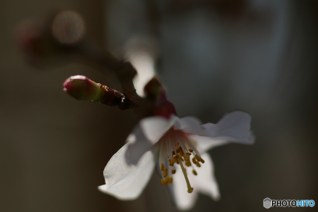 富士桜が開花しました＾＾-➃