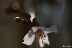 富士桜が開花しました＾＾-➃