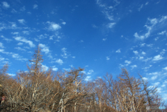 富士箱根伊豆国立公園⑤