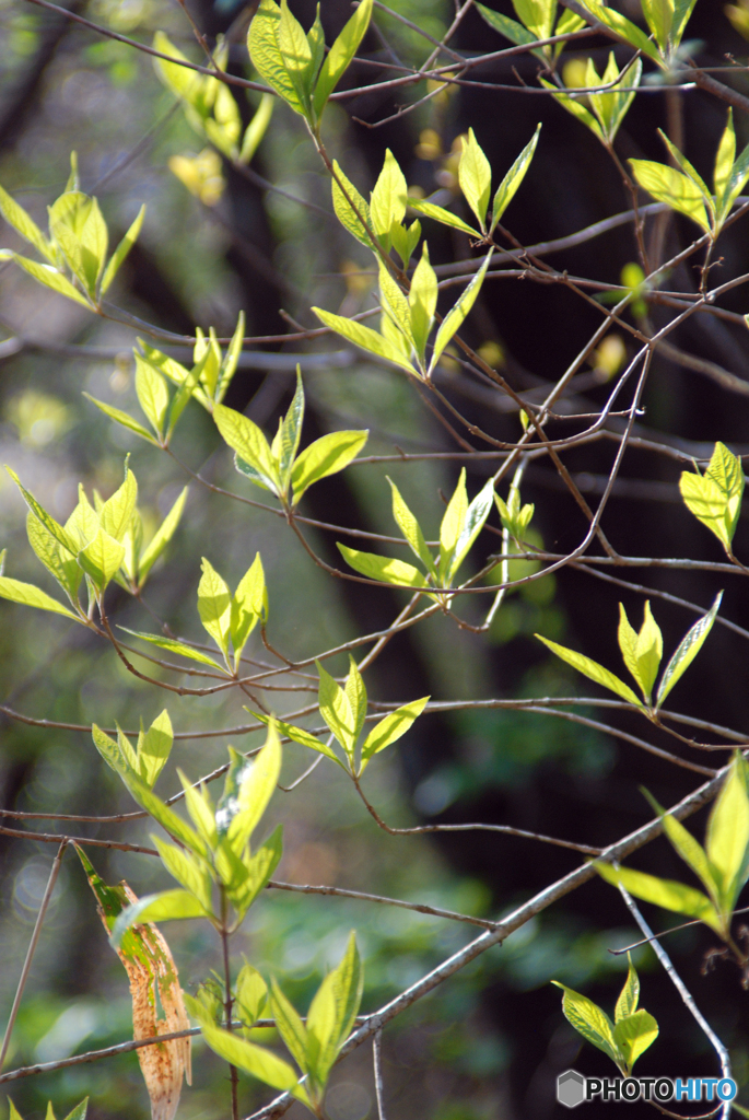 芽吹きの春-➁