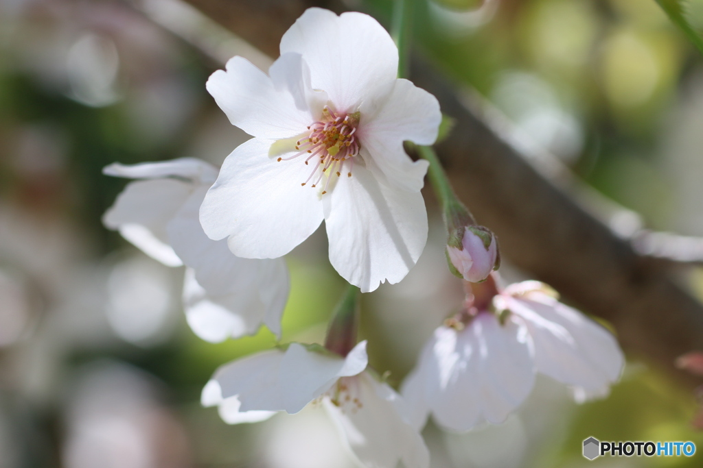 桜花を逆光で撮る ④