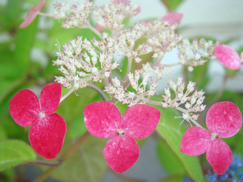 そろそろこの花の季節です　②
