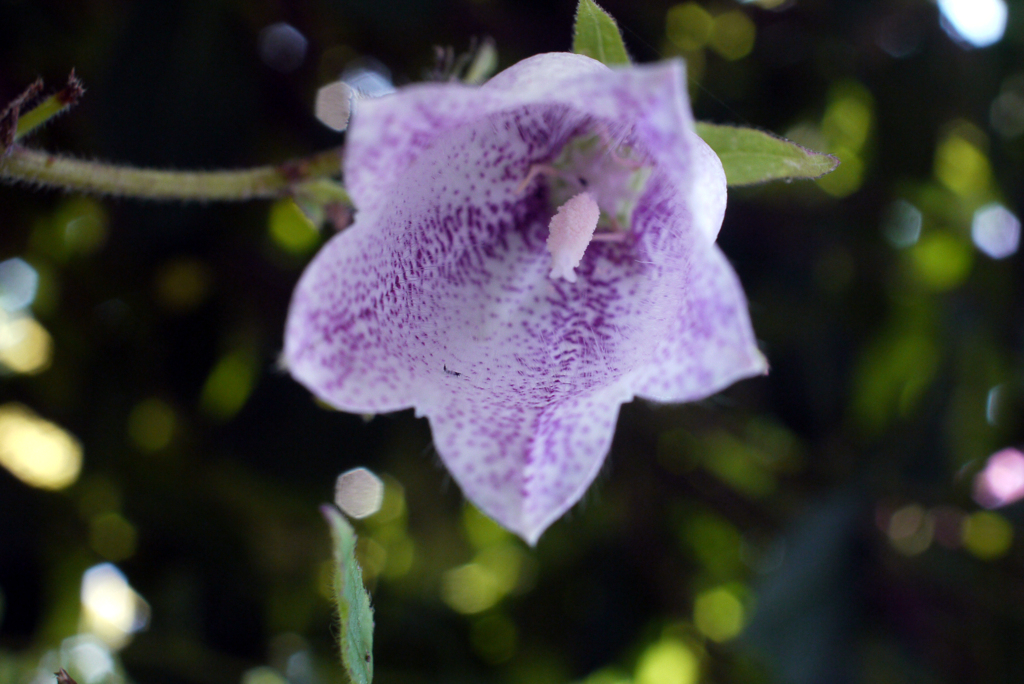 フェアリーに祝福されて降誕-⑧