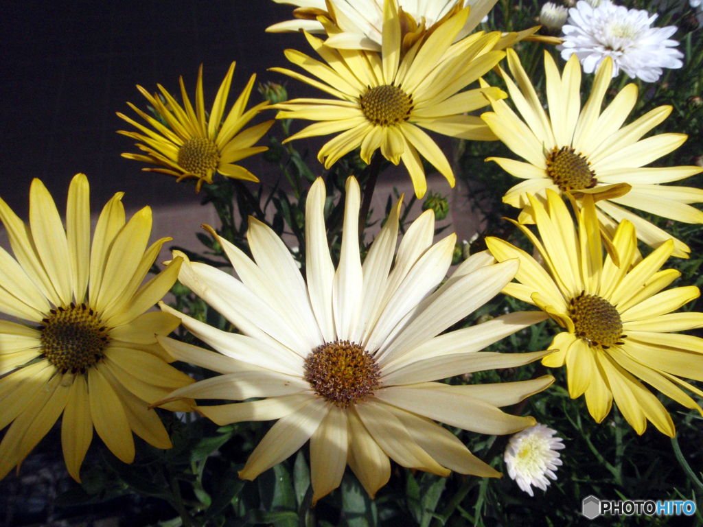 お花がいっぱい！ 200426-①