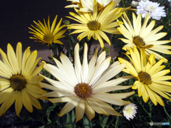 お花がいっぱい！ 200426-①