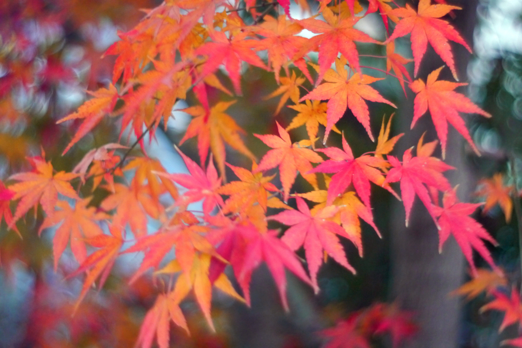 庭の紅葉 2020-①