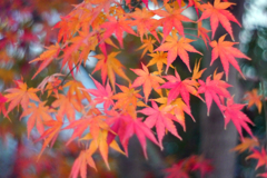 庭の紅葉 2020-①