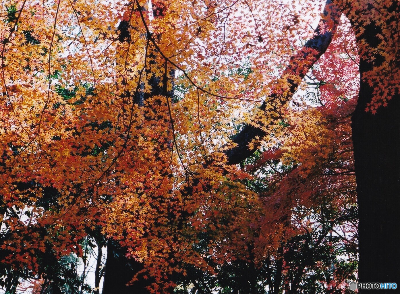 糺の森 ⑪