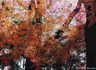 糺の森 ⑪