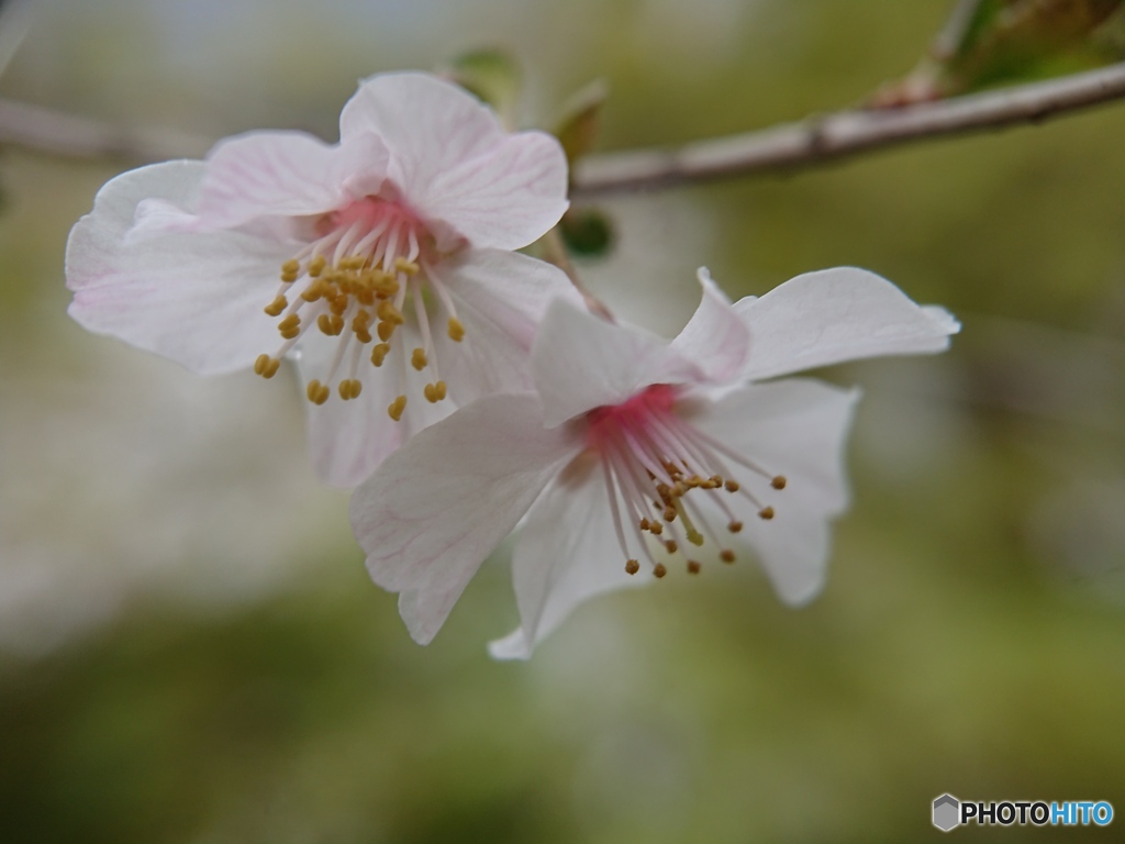 スマホで春を接写 ⑤