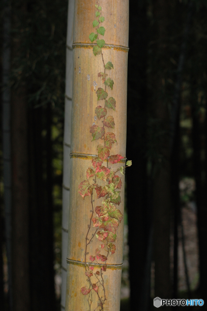 竹に蔦