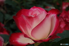 Rose Beauty 1-②