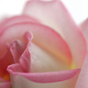 Princesse de Monaco-⑧