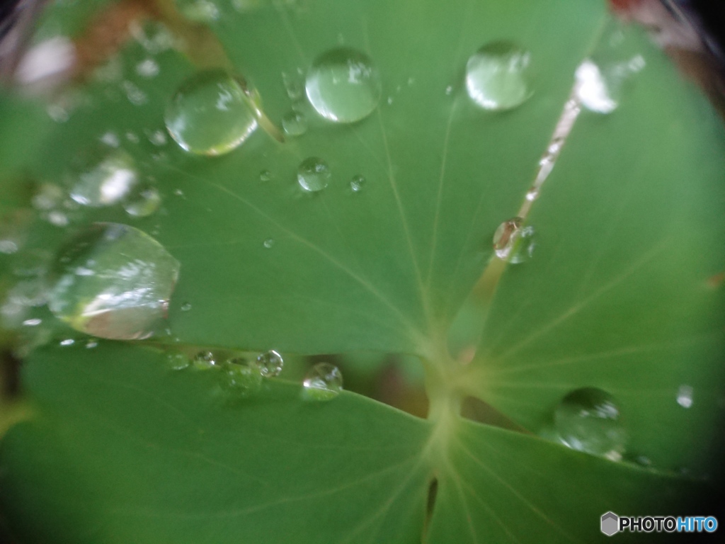外出自粛要請中の雨上がり ⑤