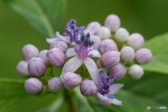 桂夢衣（かむい）