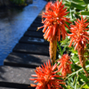 アロエの花咲く水辺の散策路