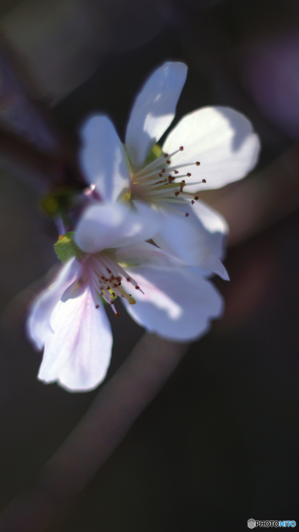 冬桜（六枚組）-②