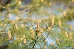 2013年5月の花の公園-➆