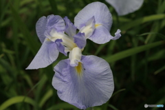 花と虫たち　シリーズ3-②