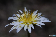 シロバナタンポポ