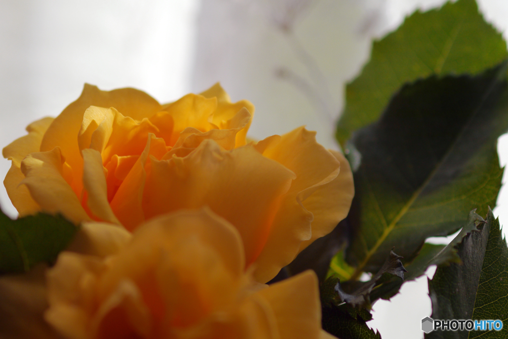 目覚めた薔薇