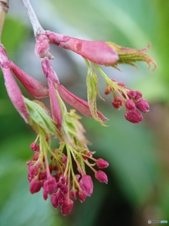 マクロレンズも顔負け⑤