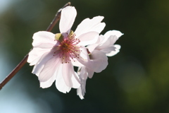 稀少なマクロレンズで十月桜を撮る-➁