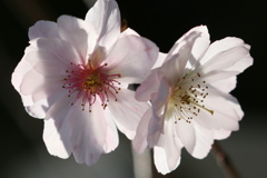 稀少なマクロレンズで十月桜を撮る-①