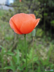 惜別のCONTAX  i4R⑦