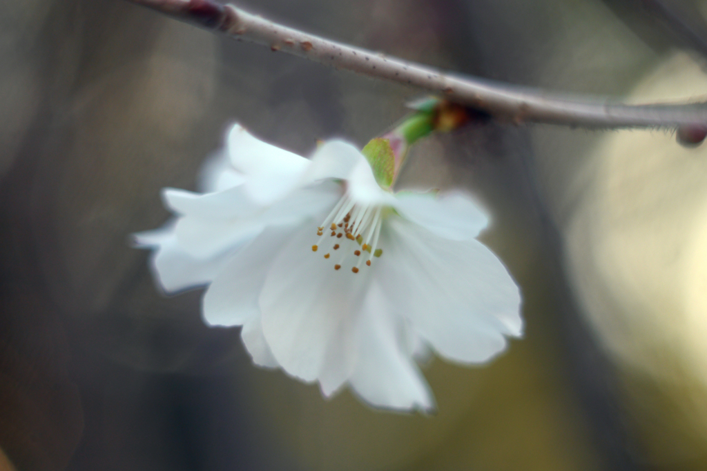狂気の沙汰？（冬桜をSummitarで接写する）-①