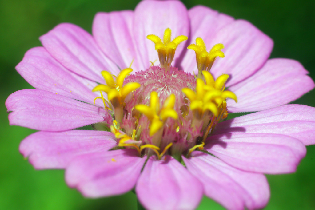 Voightländer Septon f=2.0 50mmでお花を撮る-➂