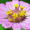 Voightländer Septon f=2.0 50mmでお花を撮る-➂