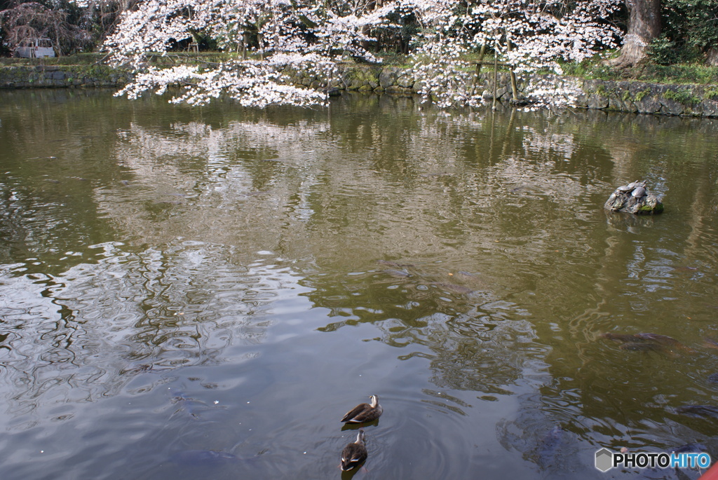 三嶋大社神泉の枝垂桜⑦