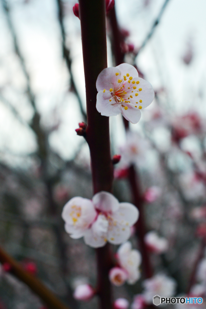 （惜別）MC Pentacon Praktical 28mm F=2.8-①