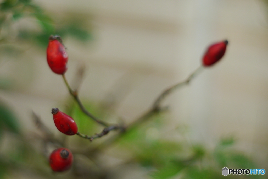 （惜別）MC Pentacon Praktical 50mm F=1.8-③