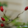 （惜別）MC Pentacon Praktical 50mm F=1.8-③