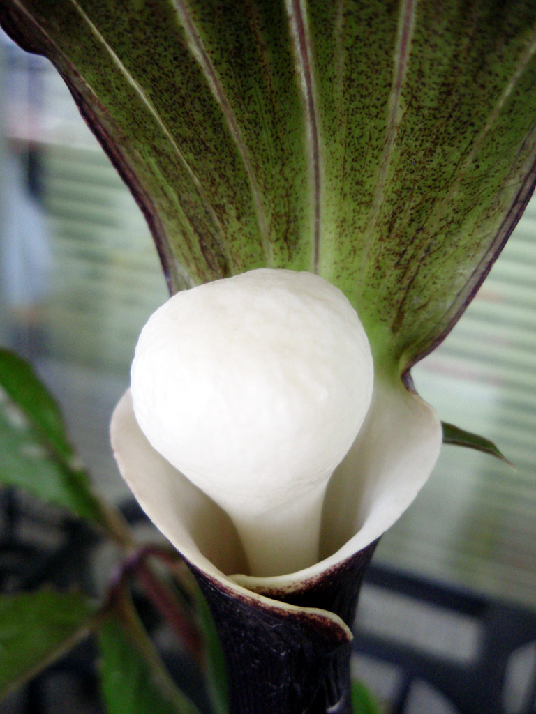 お花がいっぱい！ 200430-➄
