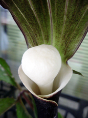 お花がいっぱい！ 200430-➄