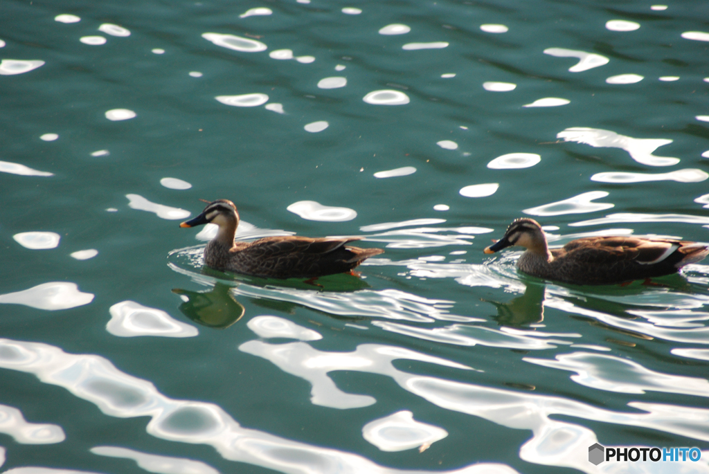 番（つがい）⑥