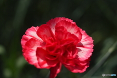 河津町カーネーション見本園にて②