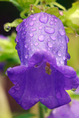 今日のお散歩の友は 200519-⑦