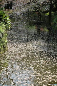 花筏 ⑦