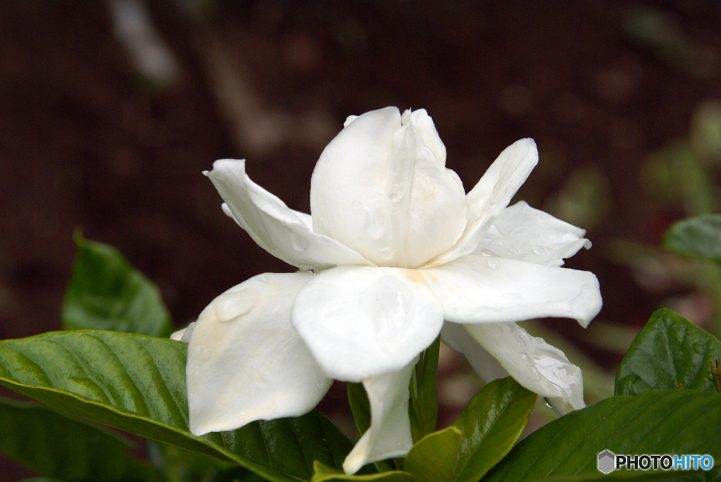 （惜別）MINOLTA AF ZOOM 35-105mm 3.5-4.5 -➅