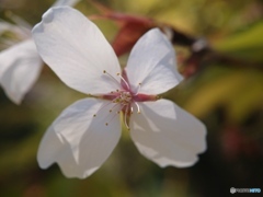 スマホで桜花を接写 ➀