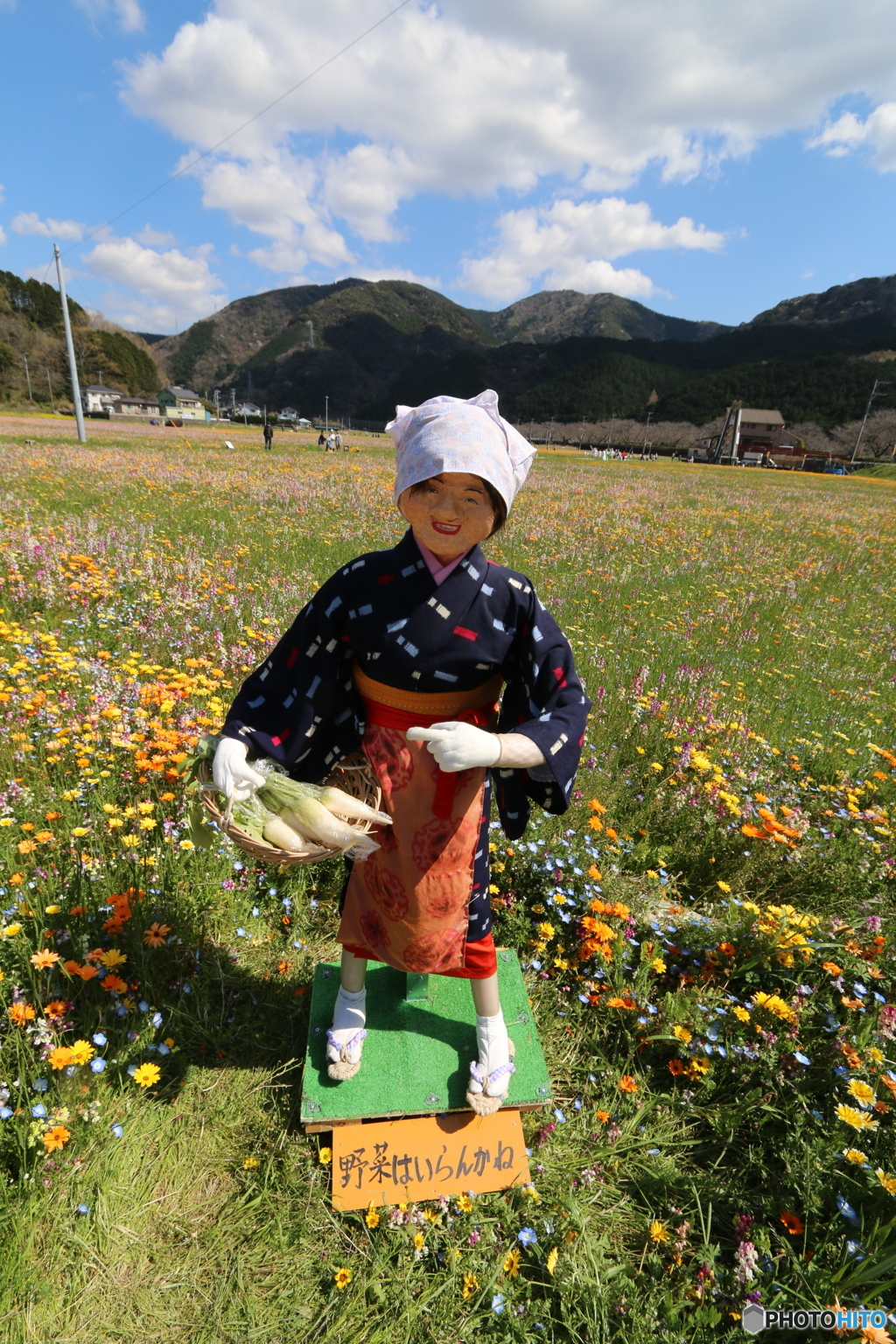 伊豆・松崎町・田んぼをつかった花畑　⑦