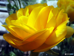 お花がいっぱい！ 200426-①