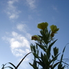 朝まだきの月見草