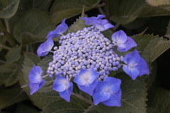 Which do you like better ? f=8.0