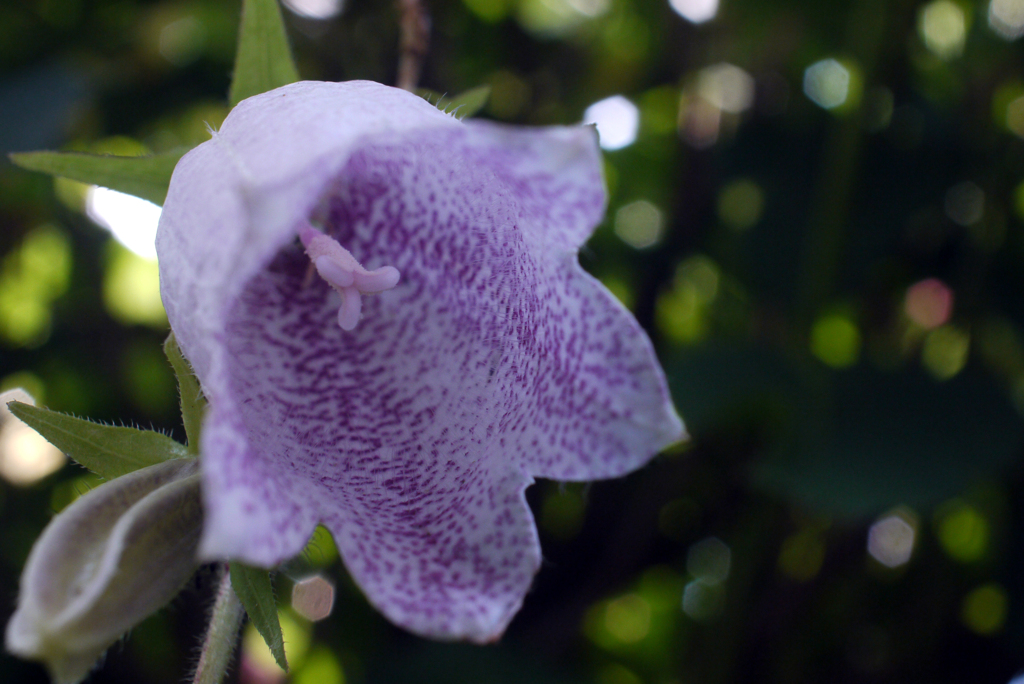 フェアリーに祝福されて降誕-③